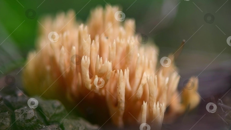 Скачать Гриб Macro Ramaria vulgaris растет в лесу фотосток Ozero