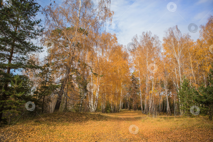 Скачать Прекрасный осенний лес фотосток Ozero