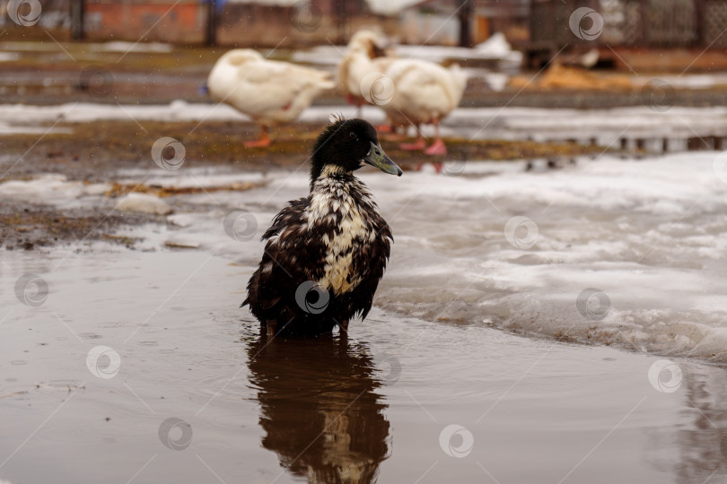 Скачать Утка грациозно опускает голову в воду, демонстрируя свои элегантные движения на ферме фотосток Ozero