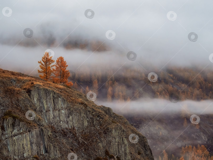 Скачать Красочный осенний пейзаж с горами и хвойными деревьями фотосток Ozero