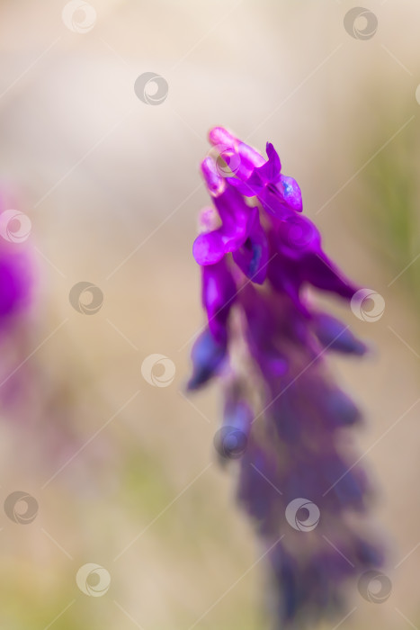 Скачать Мышиный горошек (Vicia cracca) - многолетнее травянистое растение, вид рода Горох (Vicia) семейства бобовые (Fabaceae). фотосток Ozero