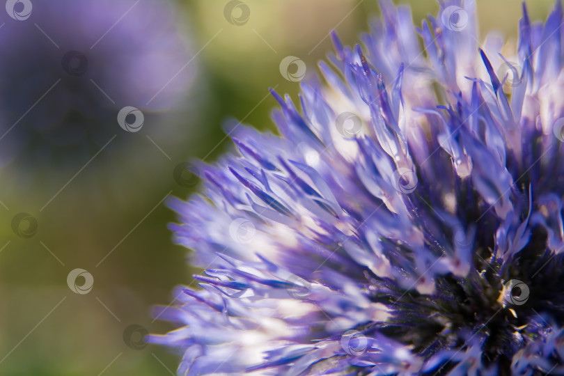 Скачать Echinops sphaerocephalus - типовой вид растений рода Эхинопс семейства астровые. фотосток Ozero