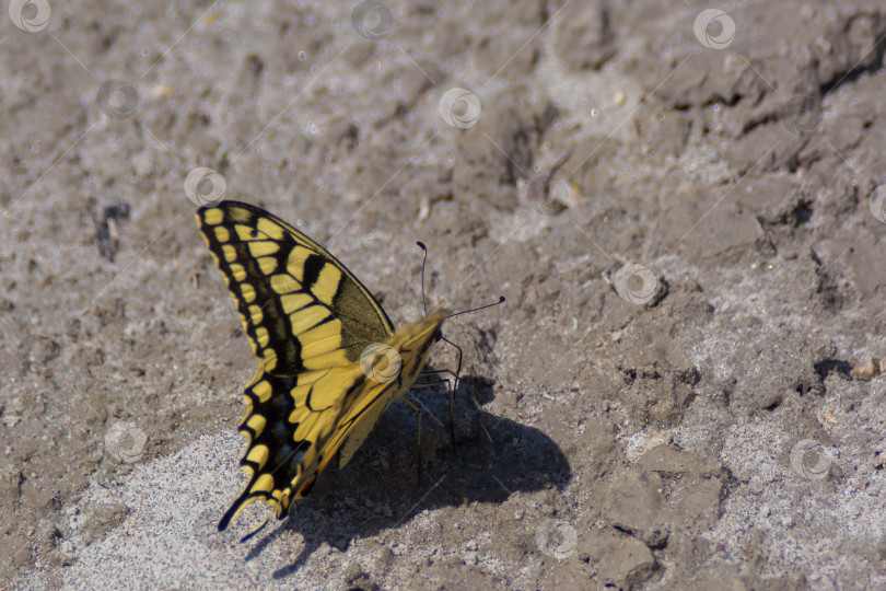 Скачать Ласточкин хвост (лат. Papilio machaon) - дневная бабочка из семейства ласточкиных хвостов или кавалеров (лат. Papilionidae). фотосток Ozero