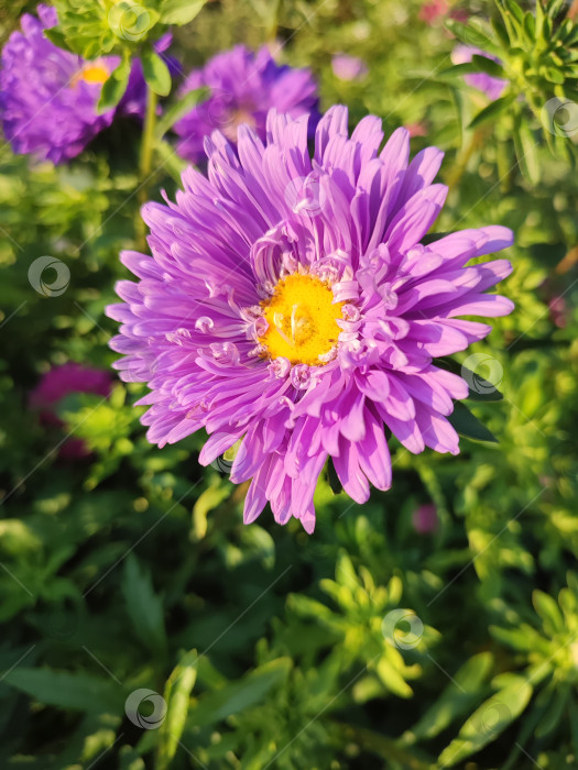 Скачать Астра в солнечном свете. Летние цветы. Клумба. фотосток Ozero