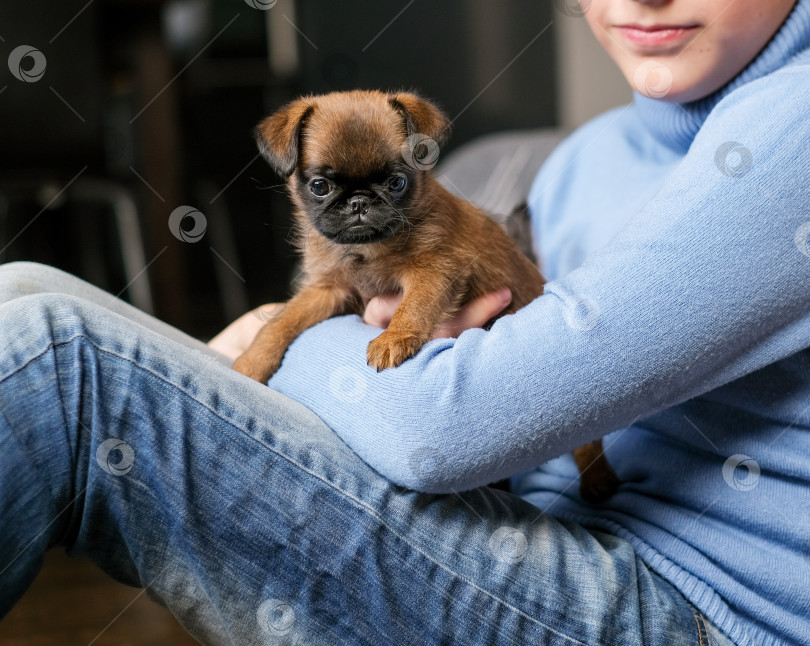 Скачать Маленький рыжий щенок брабансона, гриффона или мопса на руках у ребенка. фотосток Ozero