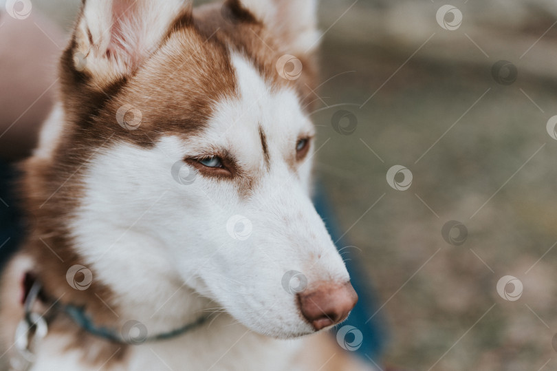Скачать сибирская собака породы хаски. портрет милого годовалого питомца бело-коричневого млекопитающего с голубыми глазами в осеннем деревенском лесу. закрыть фотосток Ozero