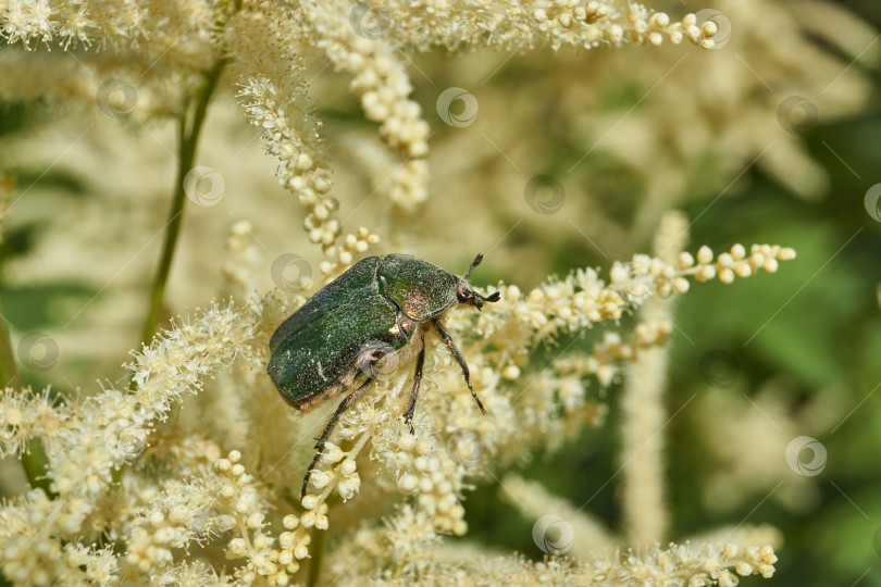 Скачать Золотисто-бронзовый жук (лат. Cetonia aurata). фотосток Ozero