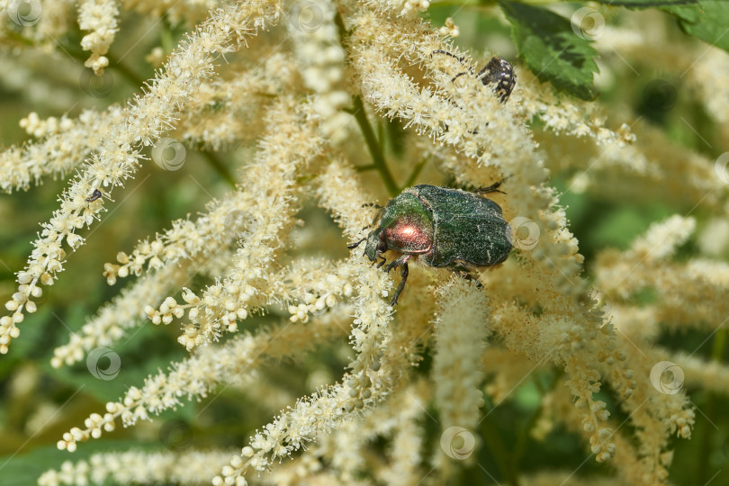 Скачать Золотисто-бронзовый жук (лат. Cetonia aurata). фотосток Ozero