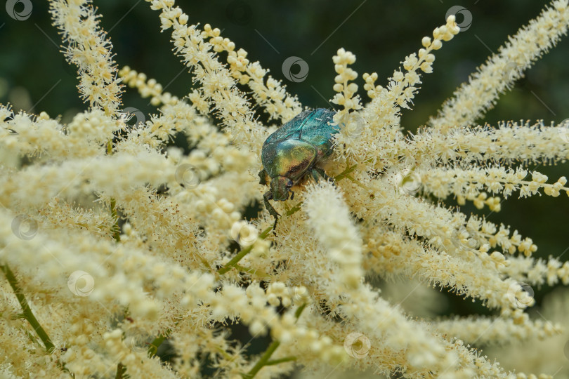 Скачать Золотисто-бронзовый жук (лат. Cetonia aurata). фотосток Ozero