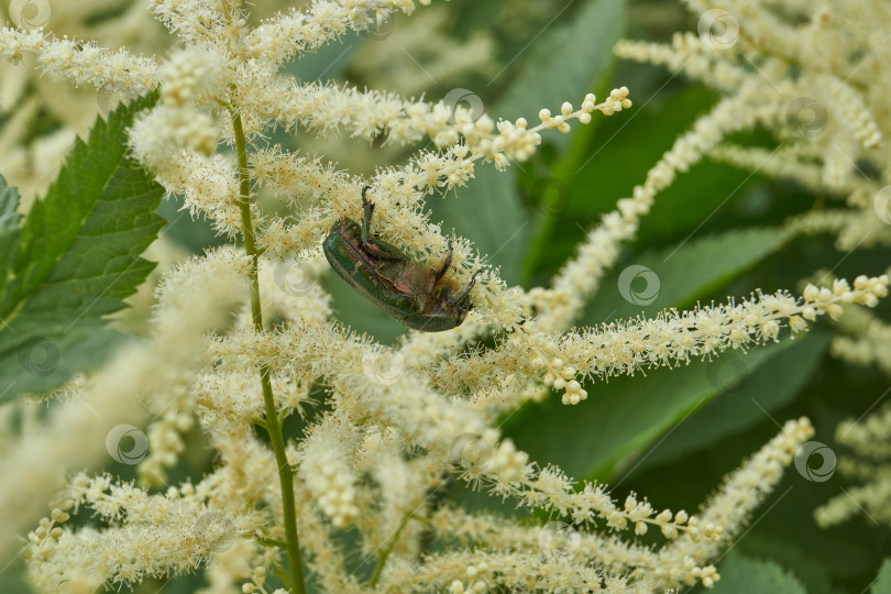 Скачать Золотисто-бронзовый жук (лат. Cetonia aurata). фотосток Ozero