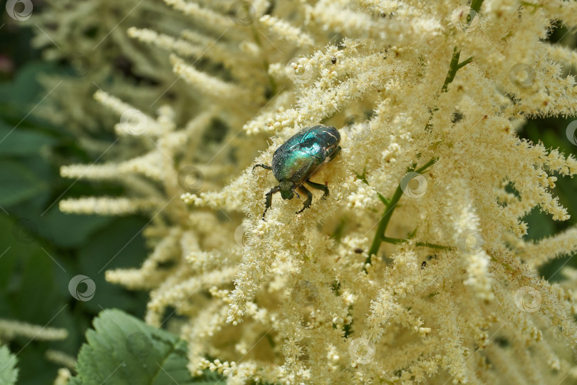 Скачать Золотисто-бронзовый жук (лат. Cetonia aurata). фотосток Ozero