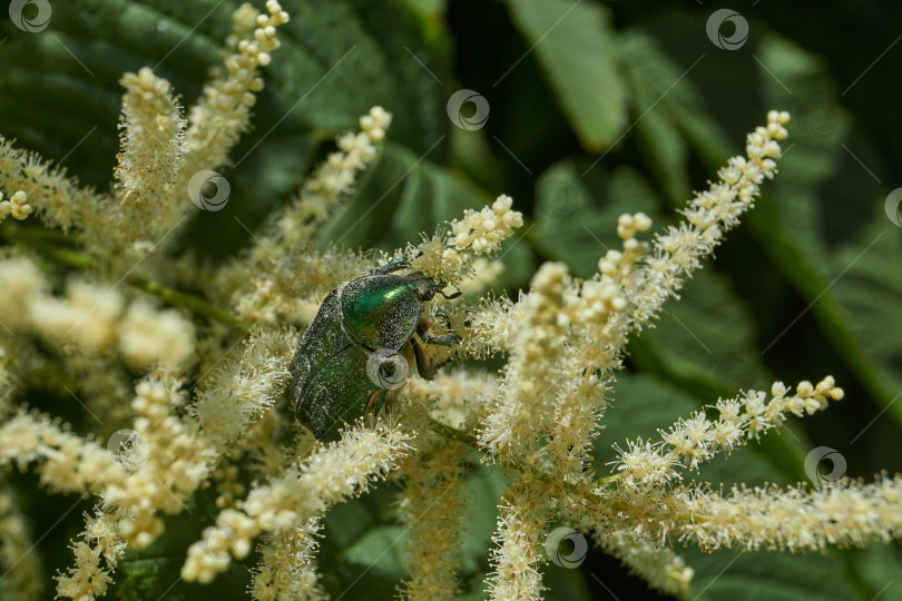 Скачать Золотисто-бронзовый жук (лат. Cetonia aurata). фотосток Ozero