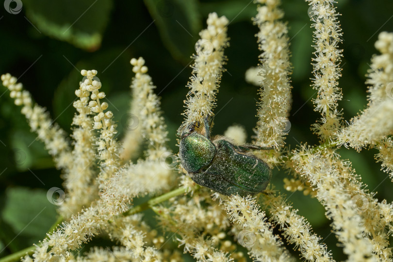 Скачать Золотисто-бронзовый жук (лат. Cetonia aurata). фотосток Ozero