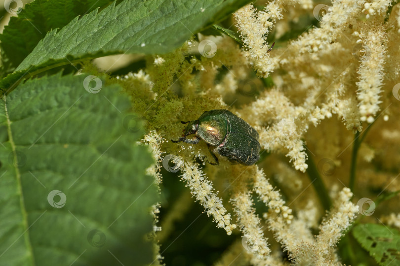 Скачать Золотисто-бронзовый жук (лат. Cetonia aurata). фотосток Ozero