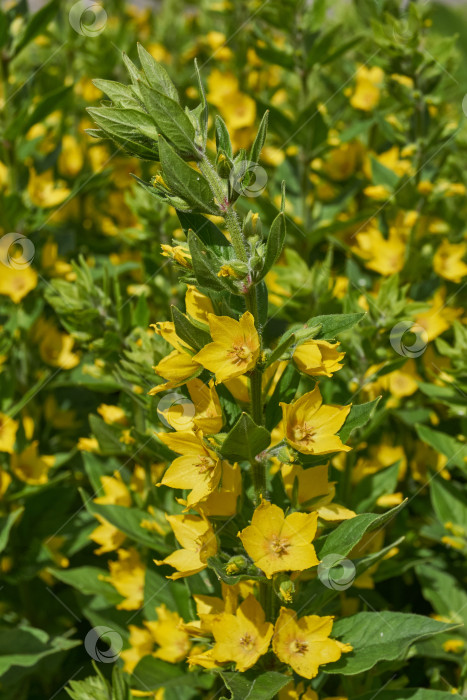 Скачать В саду цветет ромашка точечная (лат. Lysimachia punctata). фотосток Ozero