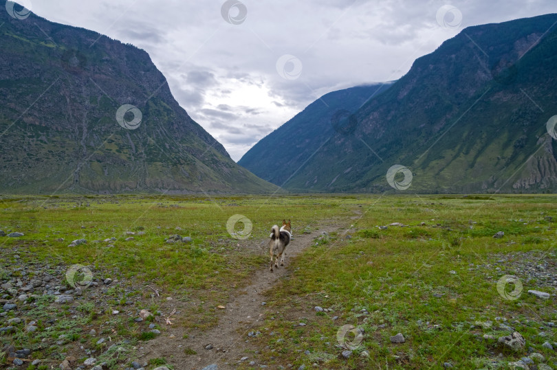 Скачать Луг у подножия гор. фотосток Ozero