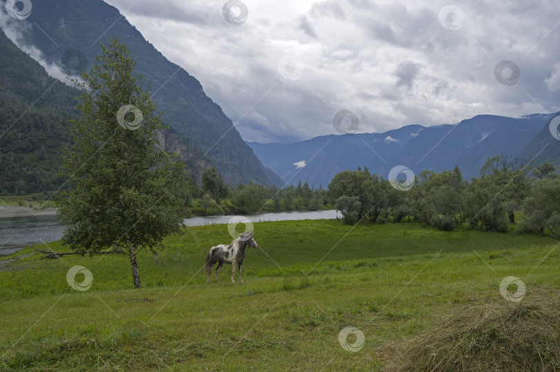 Скачать Лошадь на прибрежном лугу.  Горный Алтай, Россия. фотосток Ozero