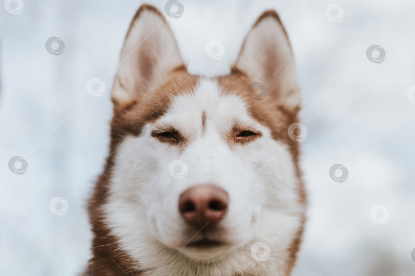 Скачать сибирская собака породы хаски. портрет милого годовалого питомца бело-коричневого млекопитающего с голубыми глазами в осеннем деревенском лесу. закрыть фотосток Ozero