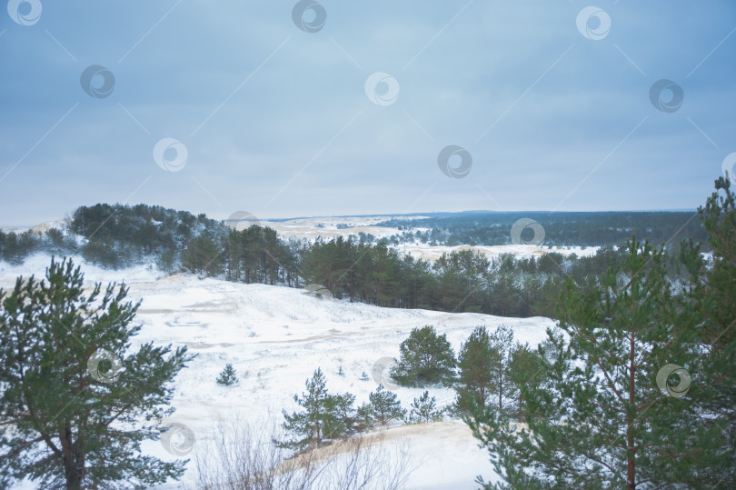 Скачать холмистый лес зимой на Куршской косе фотосток Ozero