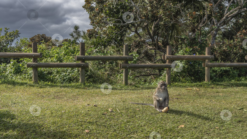 Скачать Обезьяна macaca fascicularis, питающаяся крабами, сидит на зеленой траве фотосток Ozero