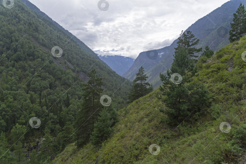 Скачать Ущелье в Горном Алтае, Россия фотосток Ozero