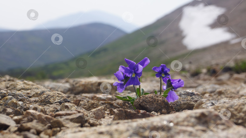 Скачать Фиалка среди камней в горах фотосток Ozero