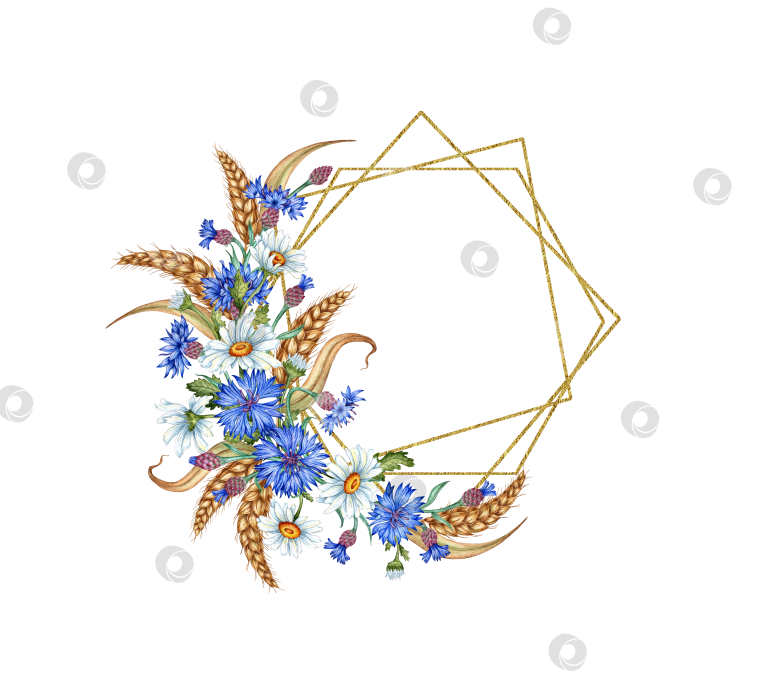 Скачать Васильки маргаритки пшеничная рамка геометрическая многоугольная акварель фотосток Ozero