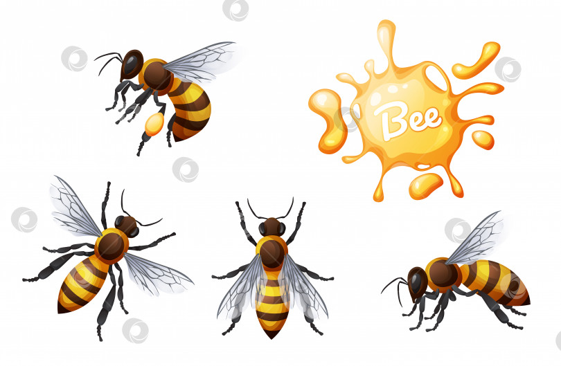 Скачать Набор медоносных пчел. Летающие и ползающие насекомые. Подходит для оформления наклеек, веб-сайтов, принтов и т.д. фотосток Ozero
