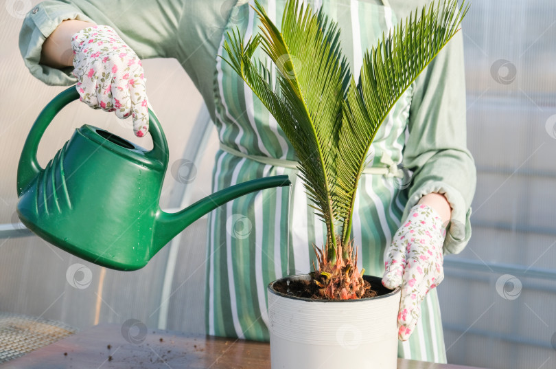 Скачать Тропическое растение cycas revoluta в белом горшке. Женщина-садовник поливает из лейки японскую саговую пальму. фотосток Ozero