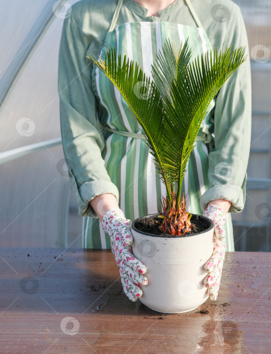Скачать Тропическое растение cycas revoluta, саговник, в белом горшке. Женщина-садовник пересадила японскую саговую пальму. Крупный план. фотосток Ozero