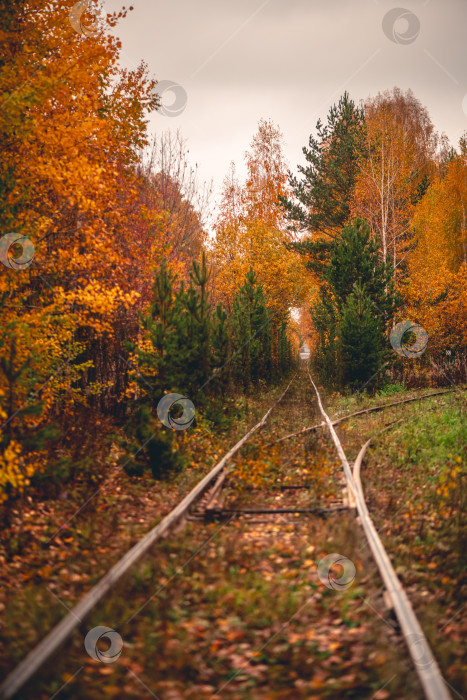 Скачать Рельсы железной дороги осенью, вокруг лес фотосток Ozero