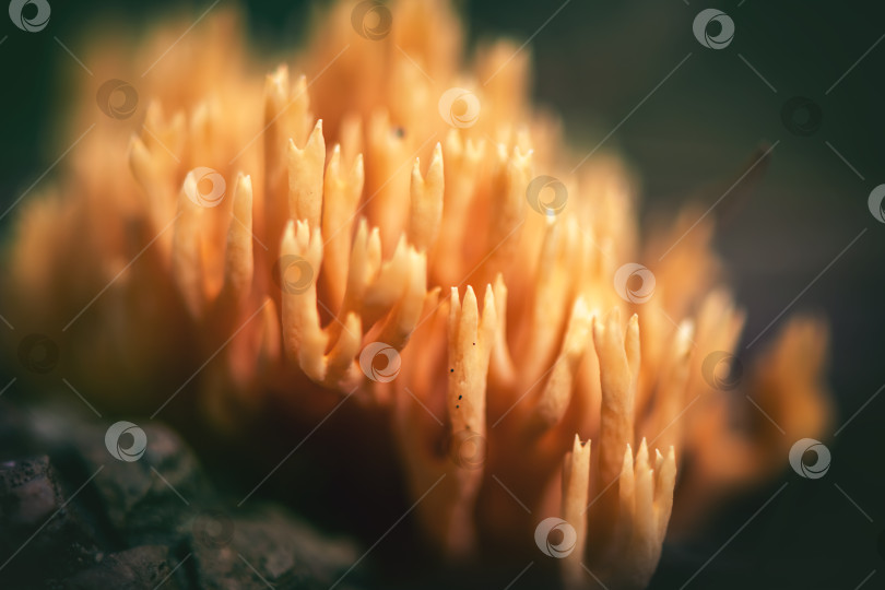 Скачать Гриб Macro Ramaria vulgaris растет в лесу фотосток Ozero