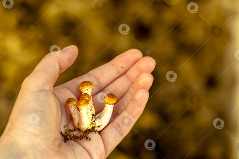 Скачать Группа мелких Armillaria mellea в руках женщины. Осенняя охота за грибами. Место для копирования. Крупный план фотосток Ozero