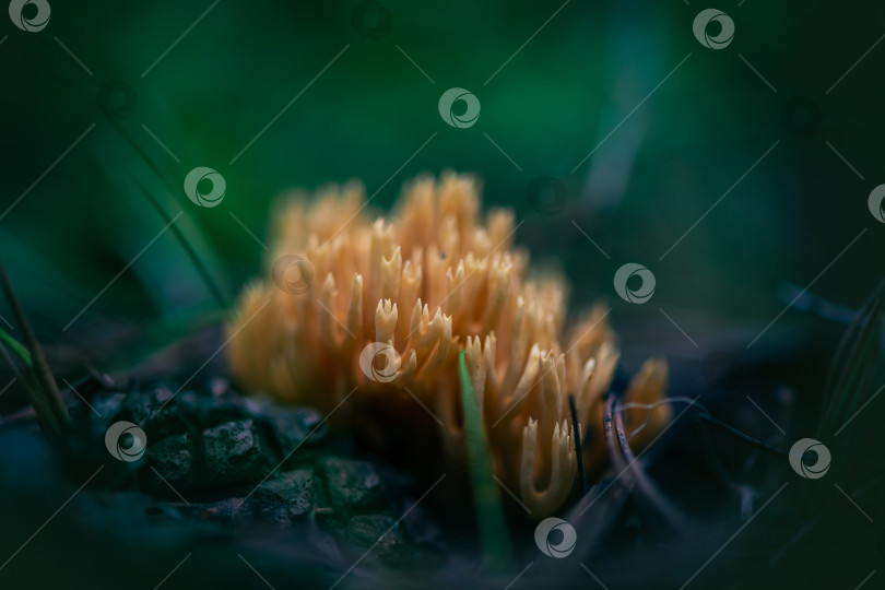 Скачать Гриб Macro Ramaria vulgaris растет в лесу фотосток Ozero