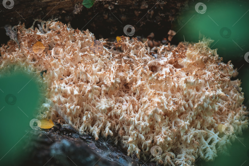 Скачать Гриб Macro Ramaria vulgaris растет в лесу фотосток Ozero