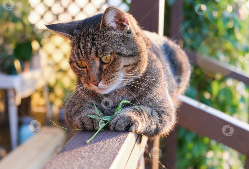 Скачать Красивая полосатая кошка сидит на перилах летней веранды. Крупным планом. Пространство для копирования. фотосток Ozero