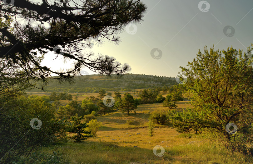 Скачать Лесистая поляна в солнечный день на фоне гор фотосток Ozero