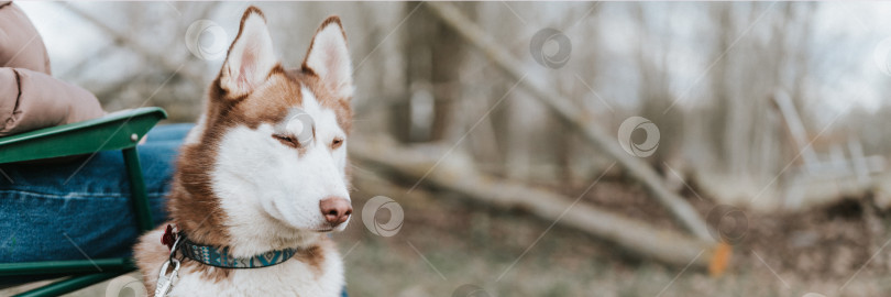 Скачать сибирская собака породы хаски. портрет милого бело коричневого млекопитающего годовалого питомца с голубыми глазами с людьми в осеннем деревенском лесу фотосток Ozero