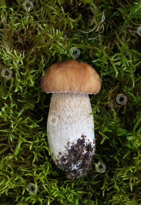 Скачать Съедобный гриб подберезовик на зеленом фоне мха крупным планом. Органическая пища, лесные грибы. Лежал плашмя. Вертикальная обрезка. фотосток Ozero