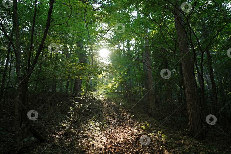 Скачать Вид на тропу в лесу фотосток Ozero