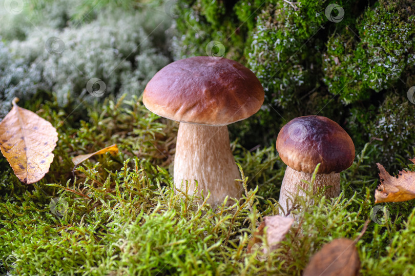 Скачать Два белых гриба в лесу. Съедобный гриб boletus edulis крупным планом. фотосток Ozero