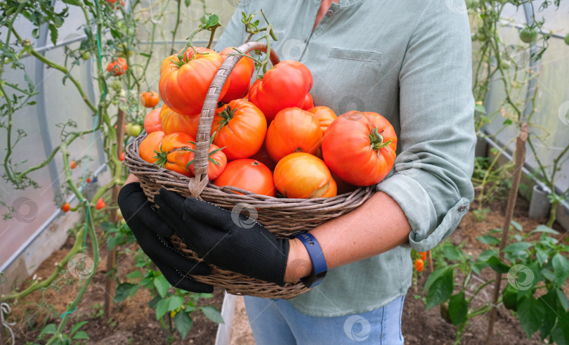 Скачать Женщина-работник фермы с корзиной собирает свежие спелые органические помидоры. Выращивание помидоров в теплице. фотосток Ozero