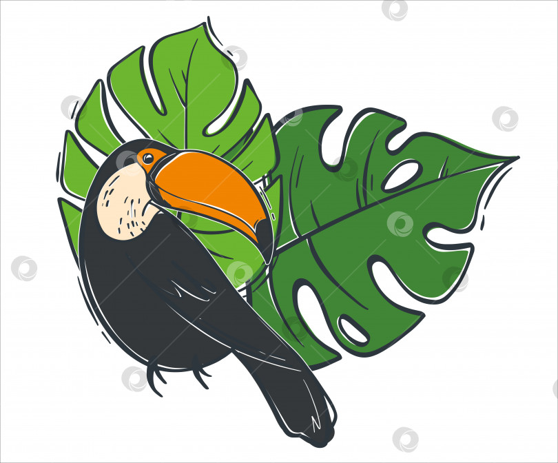 Скачать Модная плоская иллюстрация с черным туканом на фоне зеленых листьев. Дикая тропическая птица. Векторная иллюстрация. фотосток Ozero
