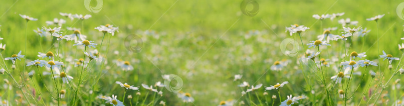 Скачать Красивые цветы ромашки на лугу. Весенняя или летняя сцена на природе. Цветочный баннер. Мягкий фокус. фотосток Ozero