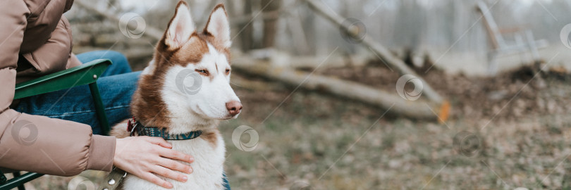 Скачать сибирская собака породы хаски. портрет милого бело коричневого млекопитающего годовалого питомца с голубыми глазами с людьми в осеннем деревенском лесу фотосток Ozero