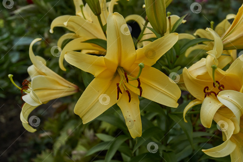 Скачать Лилия (лат. Lilium) - род растений семейства Лилейные (Liliaceae). фотосток Ozero