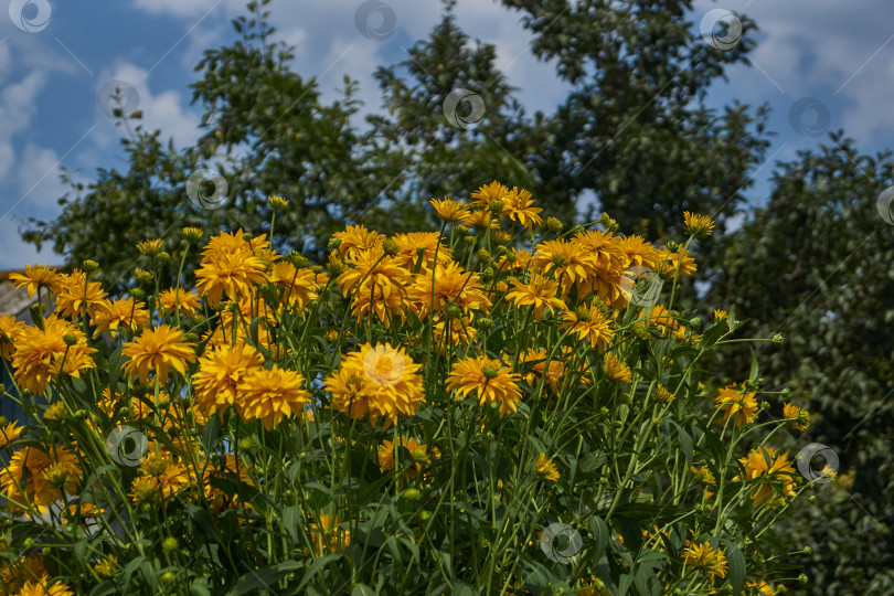 Скачать Рудбекия рассеченная (лат. Rudbeckia laciniata) или Золотой шар. фотосток Ozero