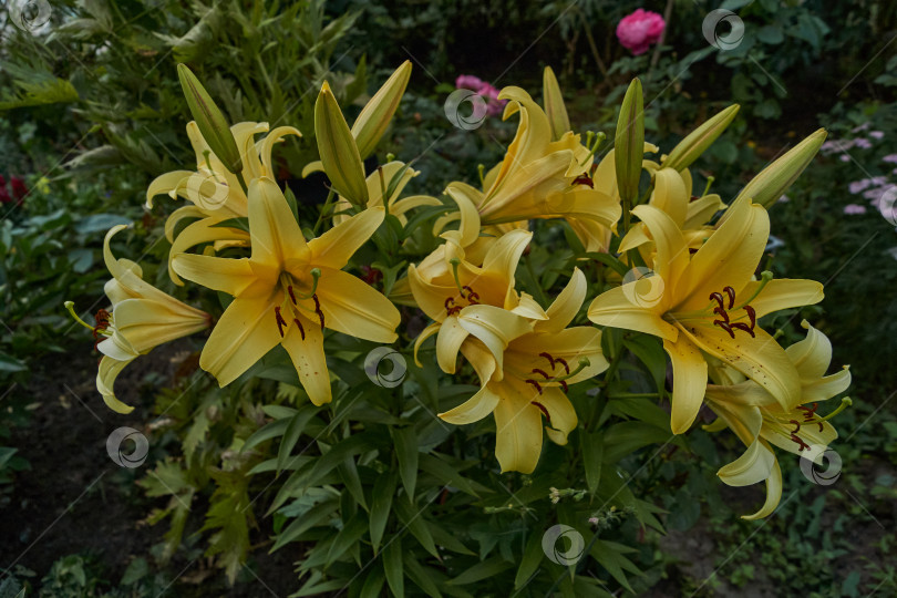 Скачать Лилия (лат. Lilium) - род растений семейства Лилейные (Liliaceae). фотосток Ozero