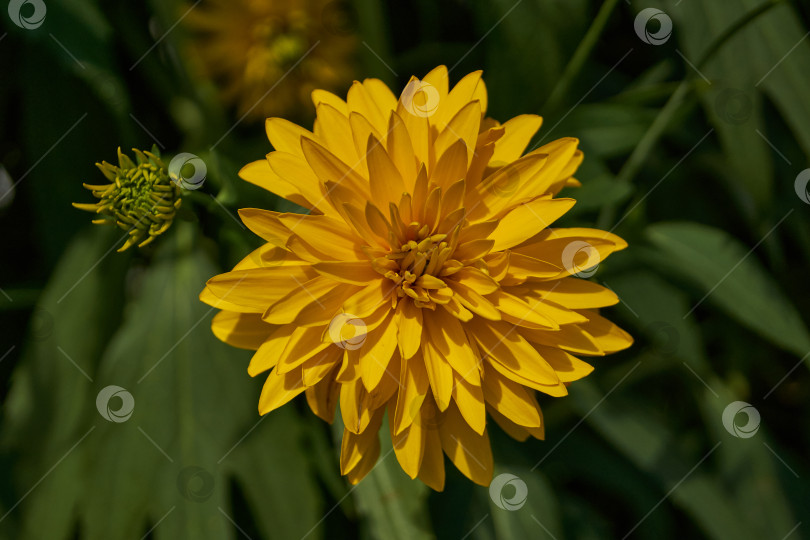 Скачать Рудбекия рассеченная (лат. Rudbeckia laciniata) или Золотой шар. фотосток Ozero