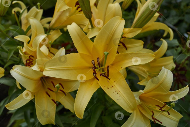 Скачать Лилия (лат. Lilium) - род растений семейства Лилейные (Liliaceae). фотосток Ozero